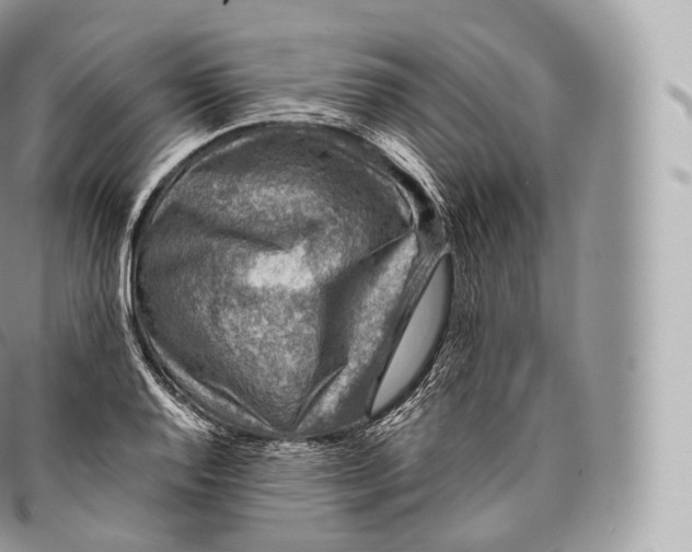 X0000096481128200802141715