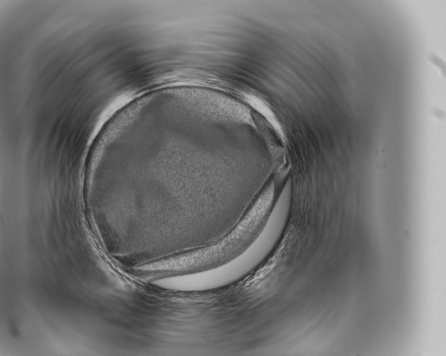 X0000096481146200802141716