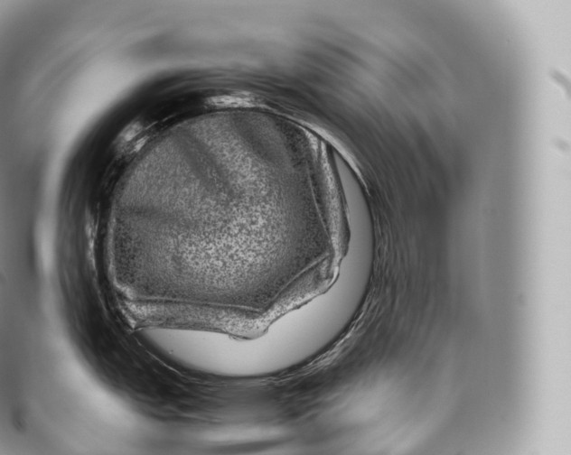 X0000096481151200802141716