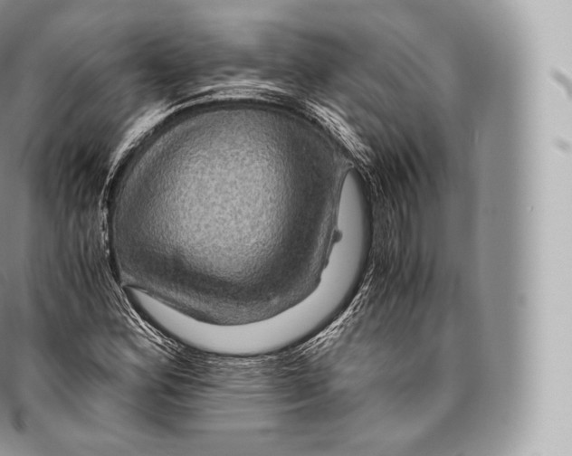 X0000096481164200802141715