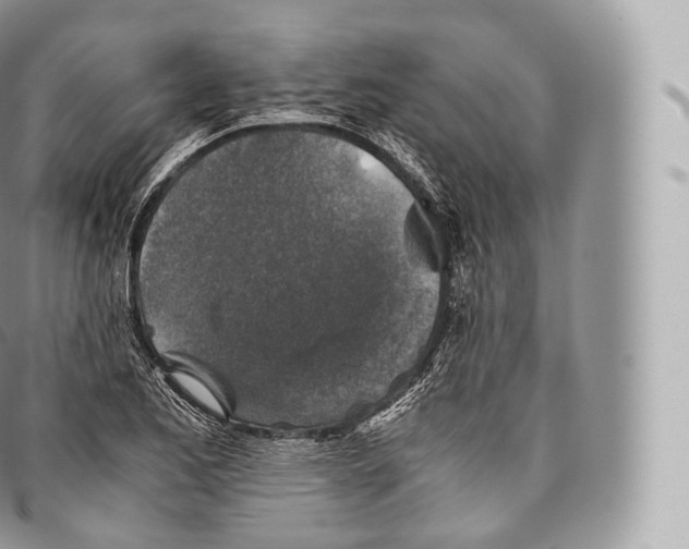 X0000096481173200802141715