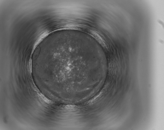 X0000096481180200802141715