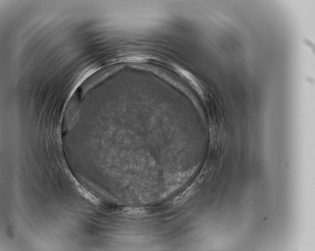 X0000096481194200802141714