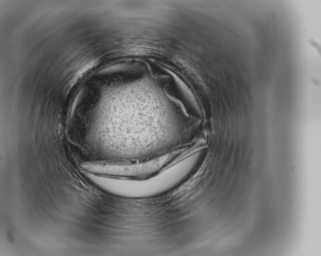 X0000096481210200802141713