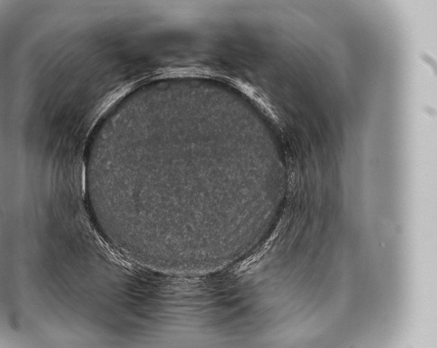 X0000096481221200802141714