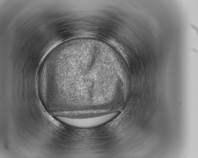 X0000096481235200802141714