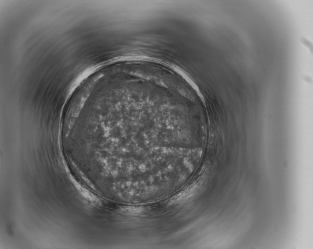 X0000096481245200802141714