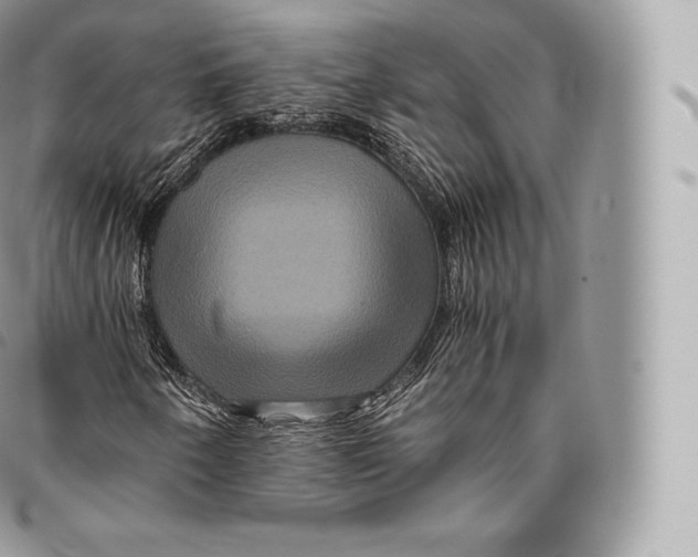 X0000096481250200802141713