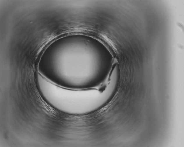 X0000096481260200802141713