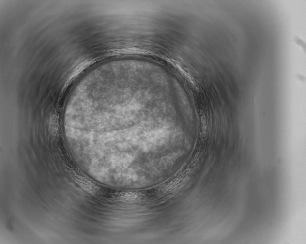 X0000096481266200802141713