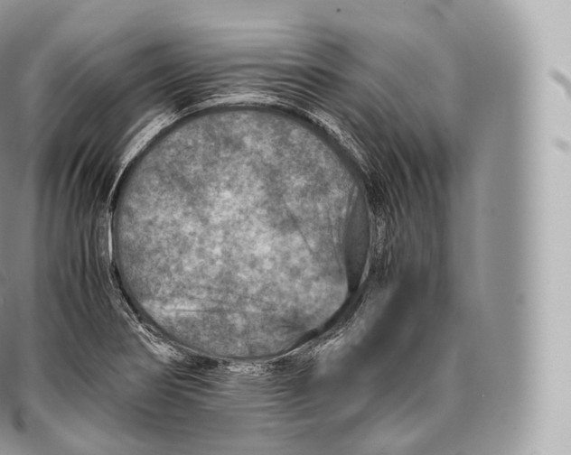 X0000096481274200802141713