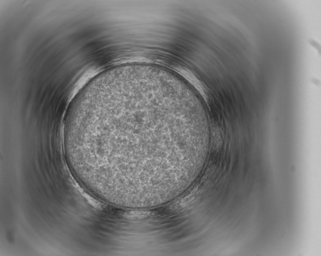 X0000096481290200802141713