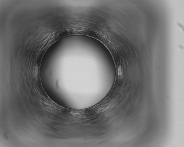 X0000096481299200802141712