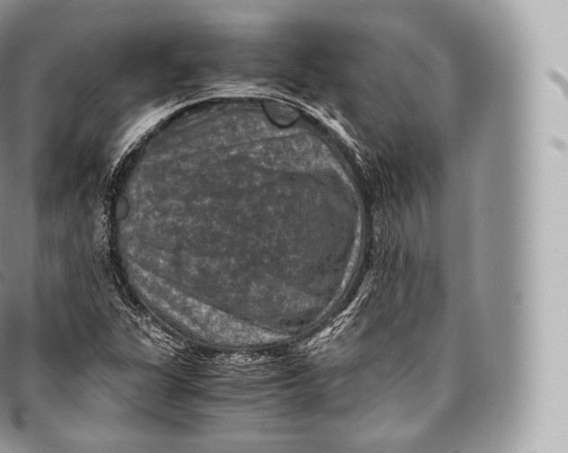 X0000096481311200802141712