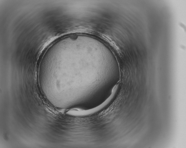 X0000096481316200802141712