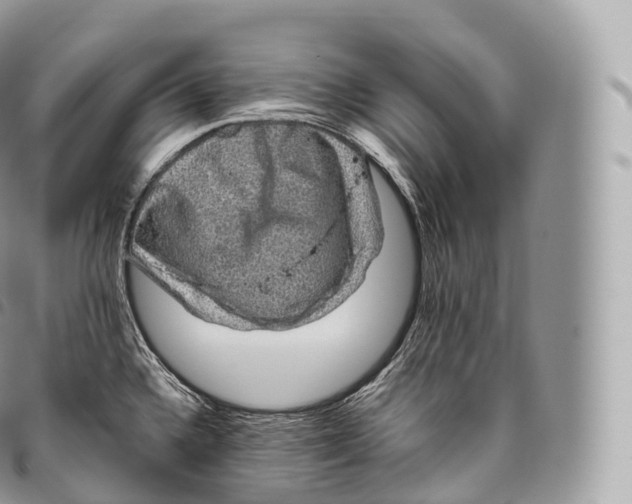 X0000096481336200802141712