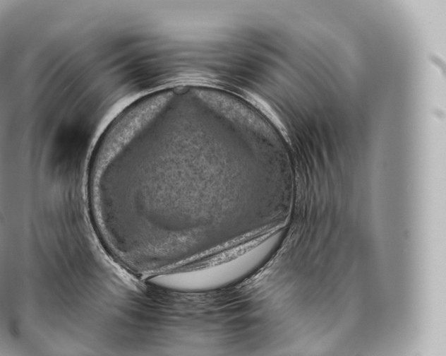 X0000096481339200802141712