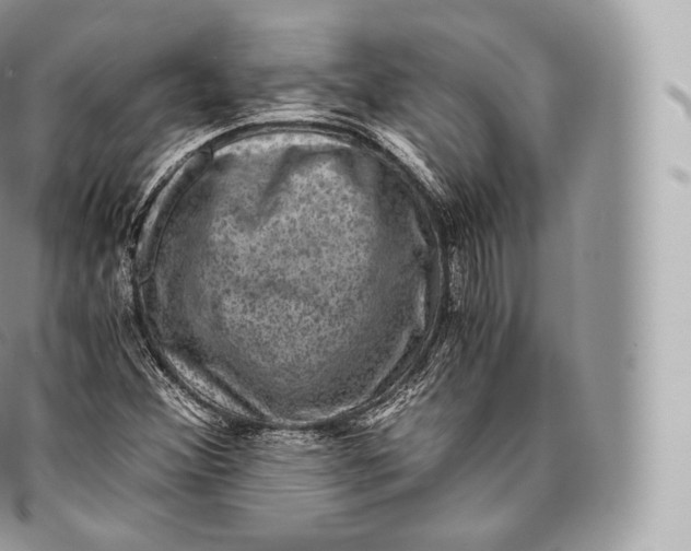 X0000096481356200802141711