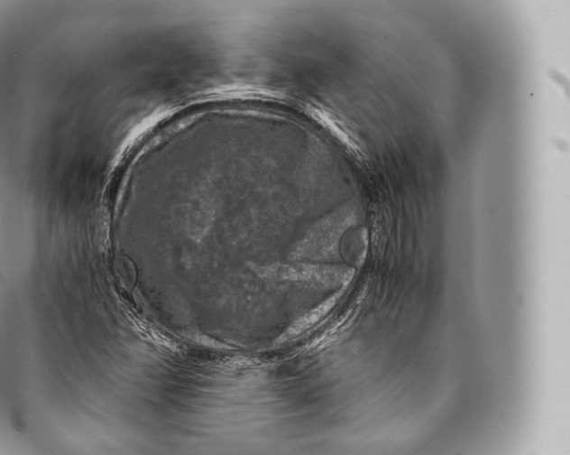 X0000096481358200802141711