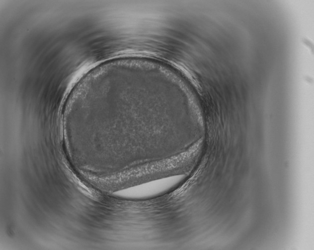 X0000096481371200802141711