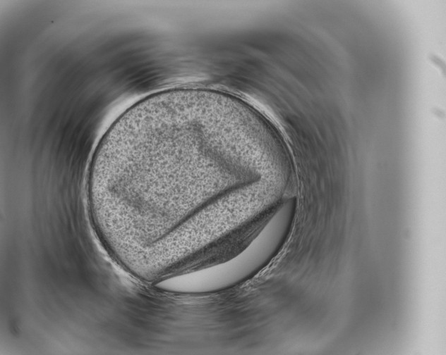 X0000096481440200802141711