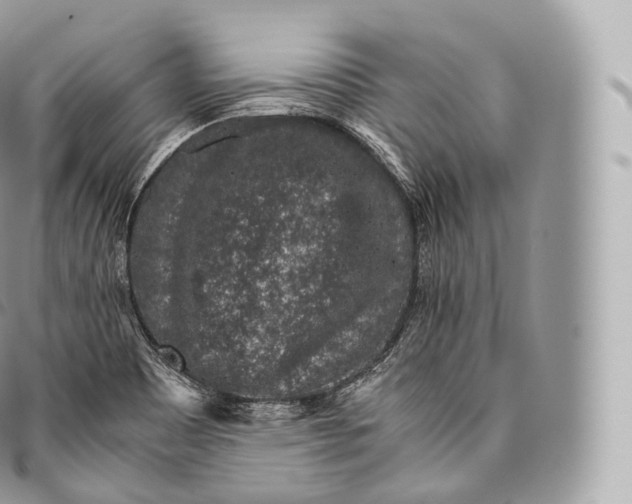 X0000096481465200802141710