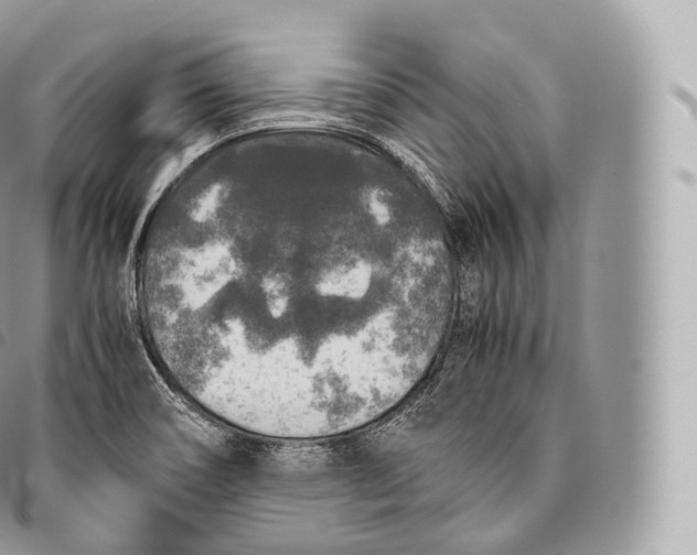 X0000096481466200802141710