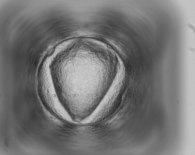 X0000096481471200802141710