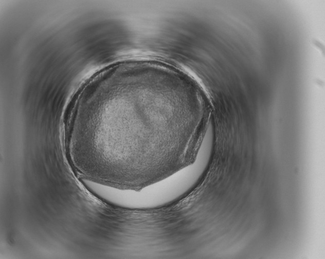 X0000096481472200802141710