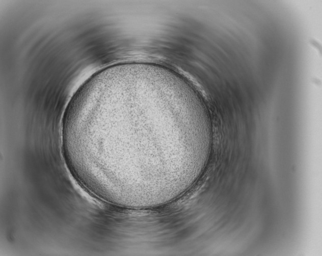 X0000096481479200802141709