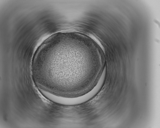 X0000096481485200802141709