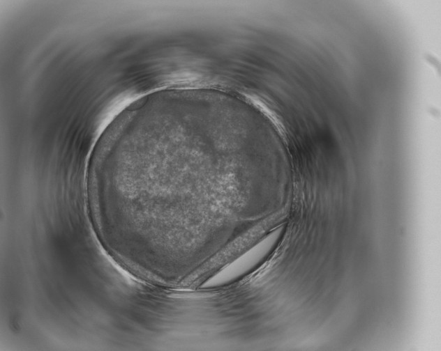 X0000096481487200802141709