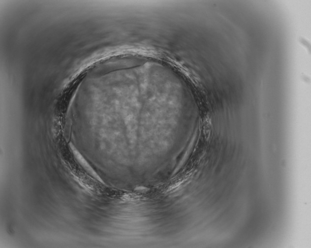 X0000096481496200802141709