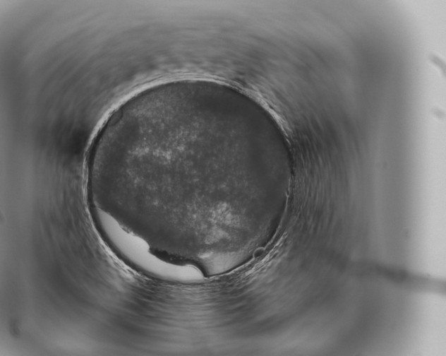 X0000096481508200802141709