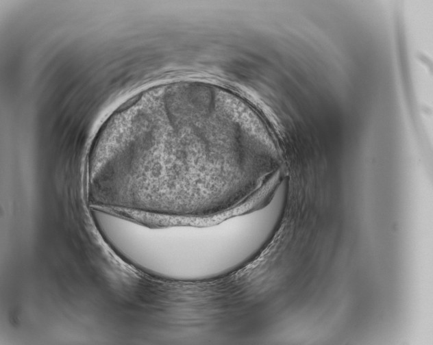 X0000096481520200802141709