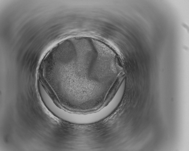 X0000096481528200802141709