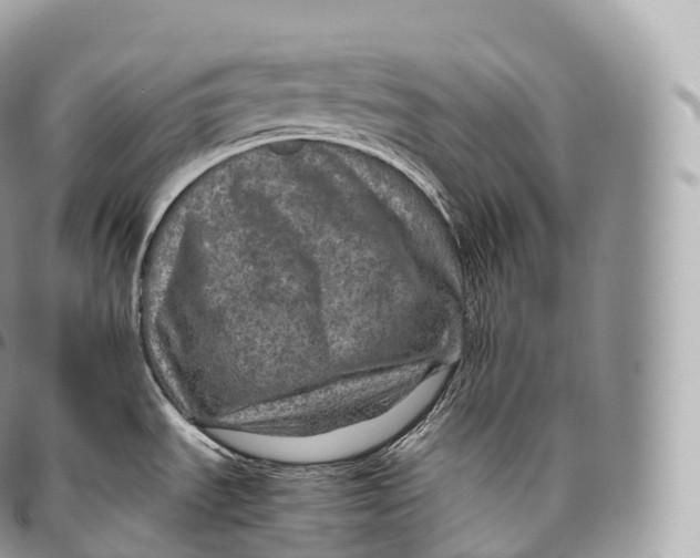 X0000096481535200802141709