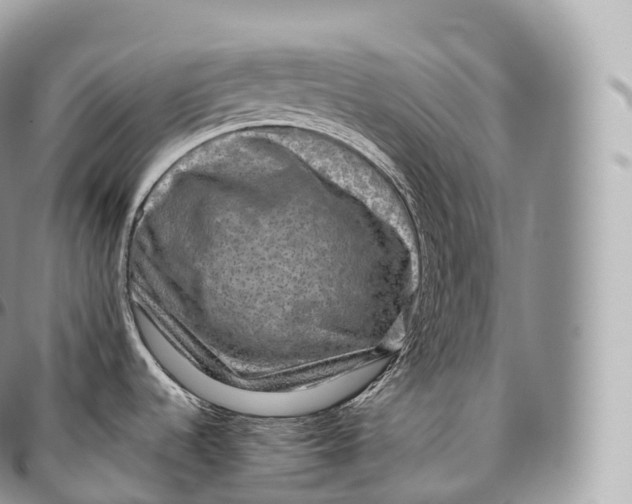 X0000096481536200802141709