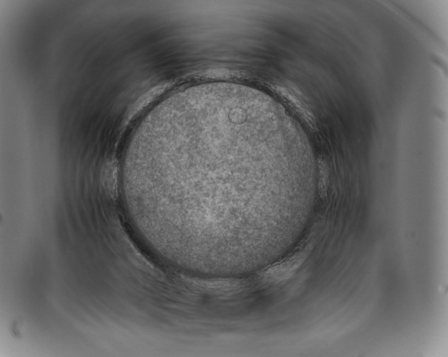 X0000096480016200802211225