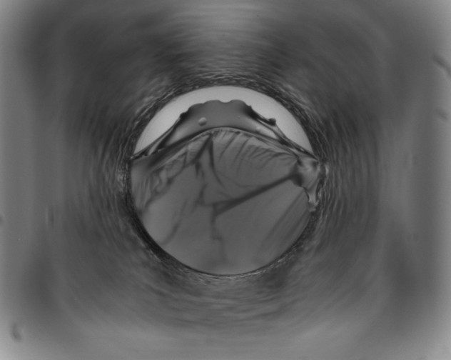 X0000096480039200802211224