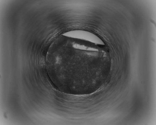 X0000096480048200802211224