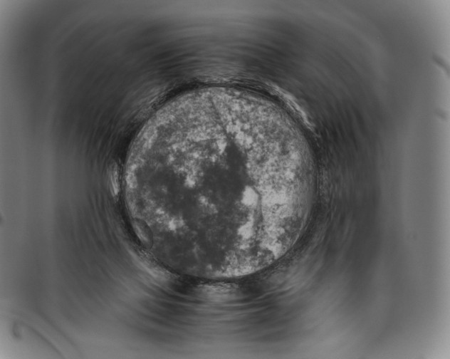 X0000096480069200802211224