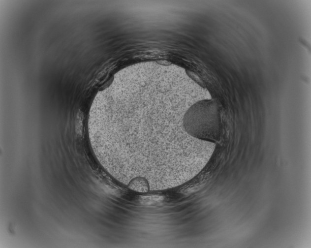 X0000096480266200802211221