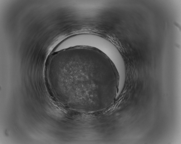 X0000096480292200802211221
