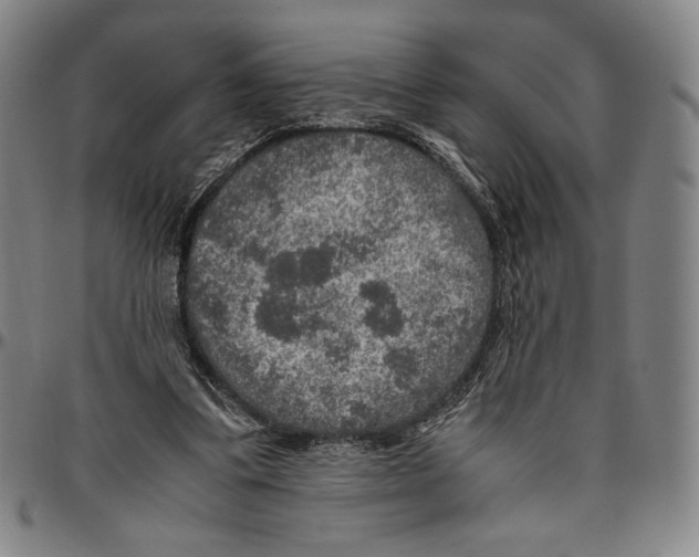 X0000096480299200802211221