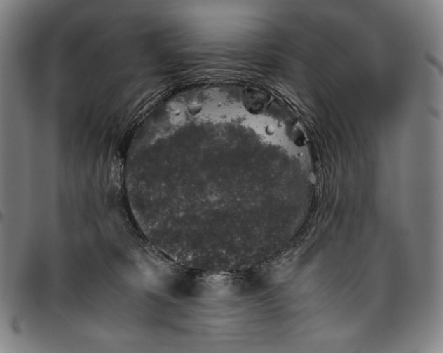 X0000096480325200802211220