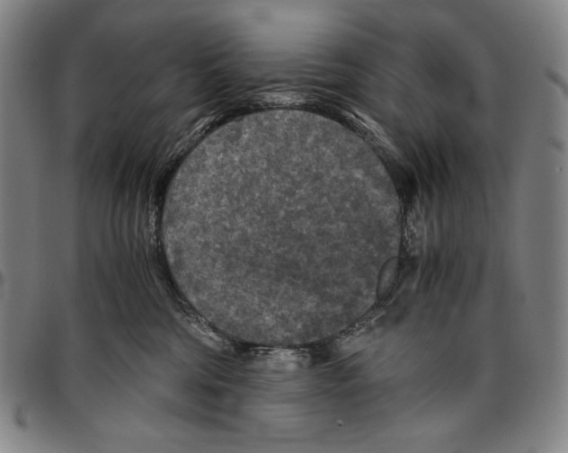 X0000096480330200802211220