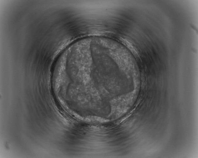X0000096480346200802211219