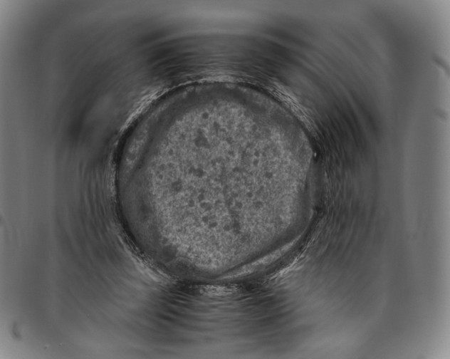 X0000096480347200802211219