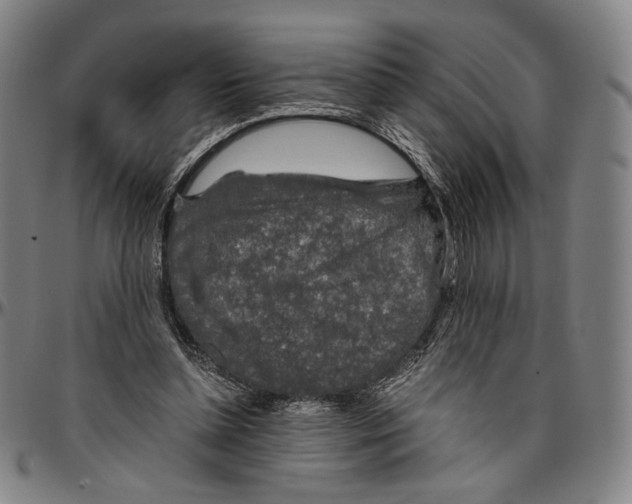 X0000096480348200802211219